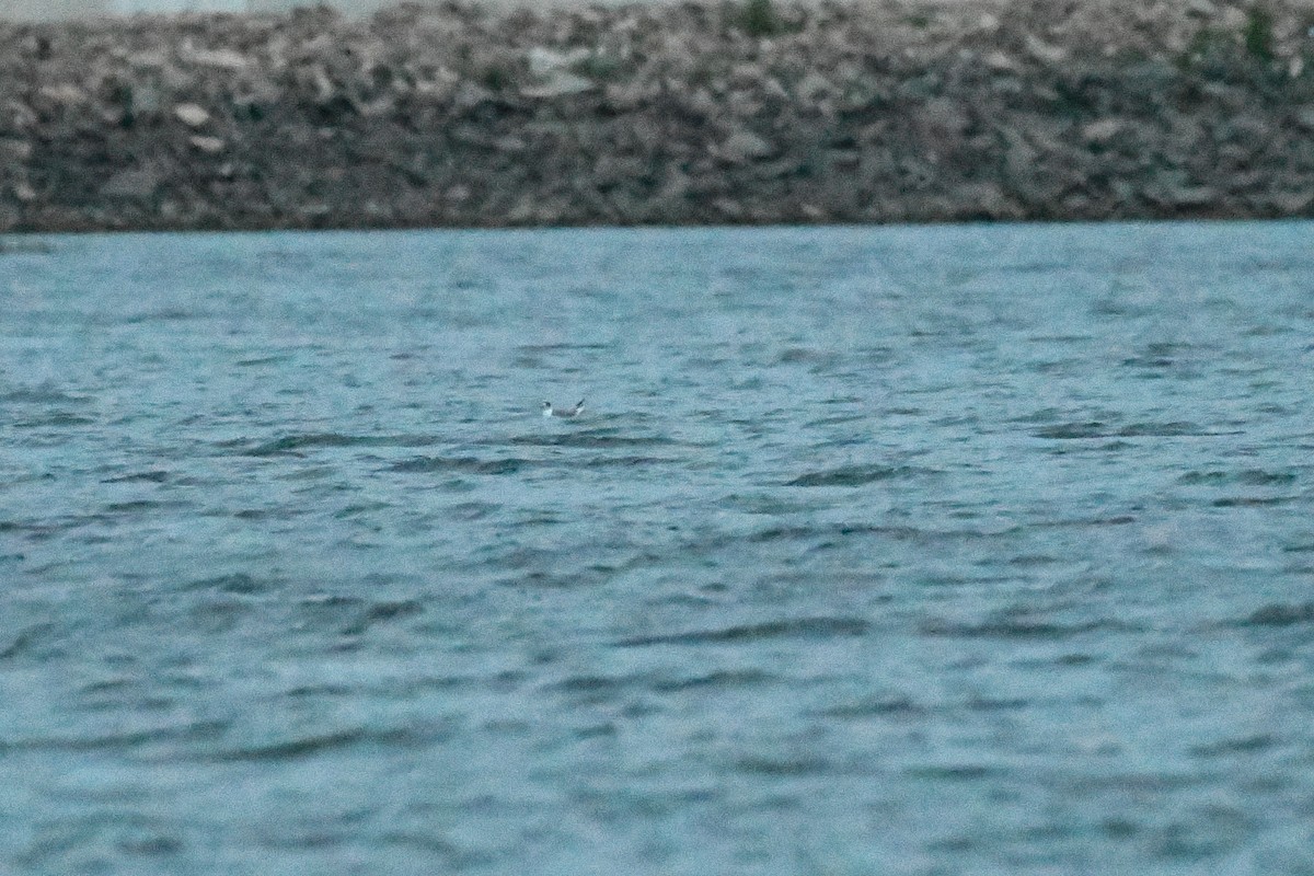 Franklin's Gull - ML620234433