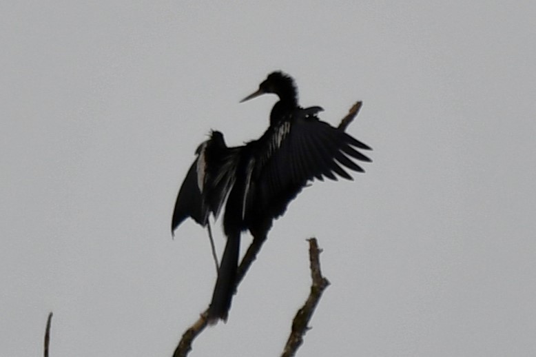 Anhinga Americana - ML620234439