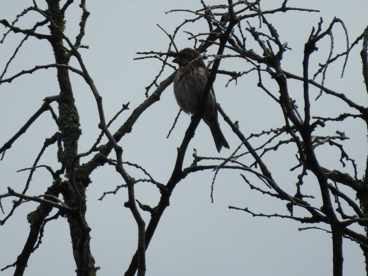 Purple Finch - ML620234442