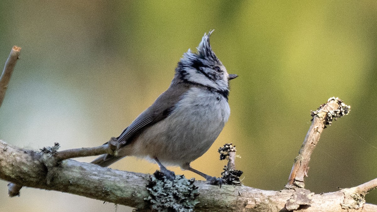 Crested Tit - ML620234452