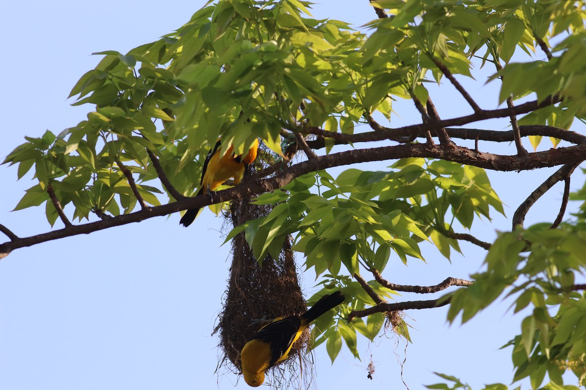 Yellow Oriole - ML620234459