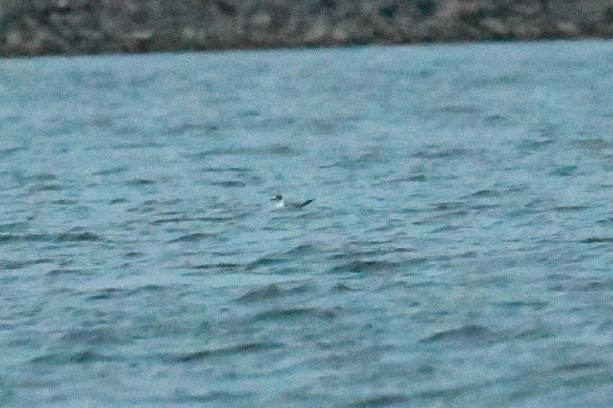 Franklin's Gull - ML620234465