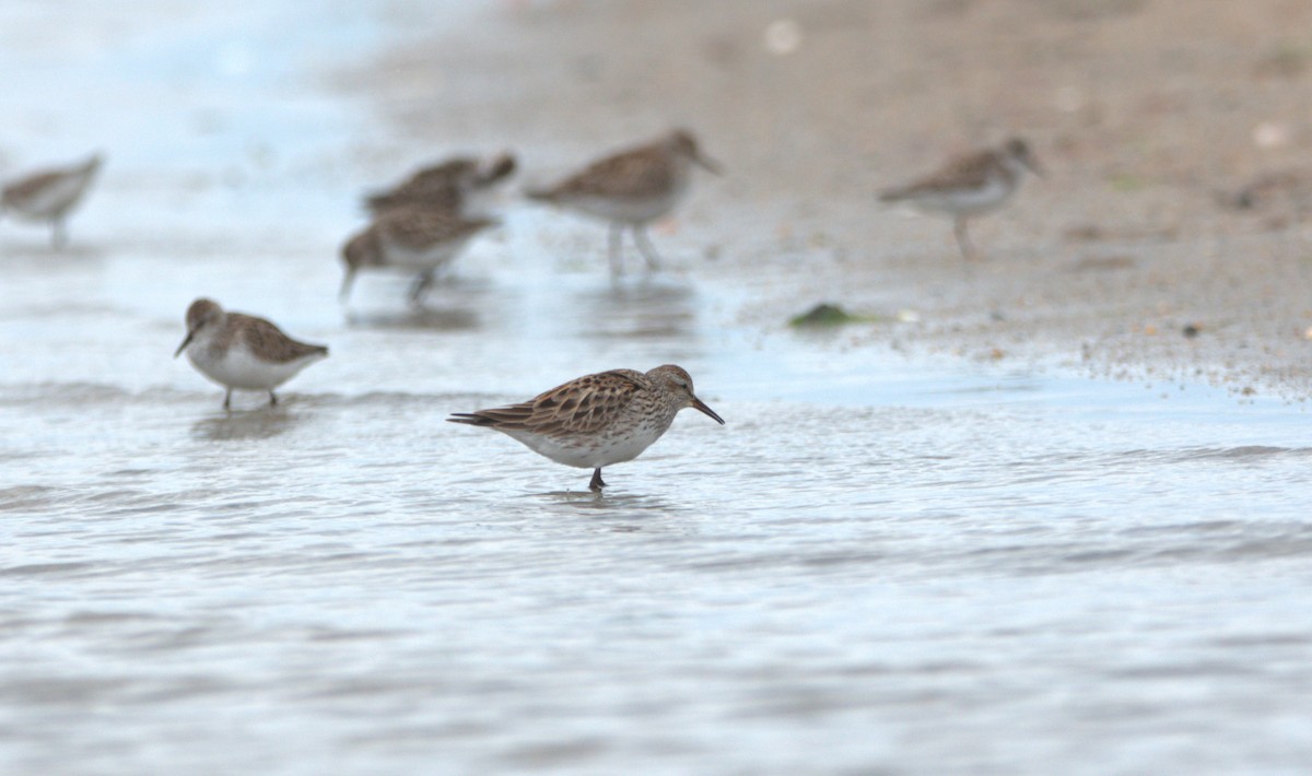 Weißbürzel-Strandläufer - ML620234474