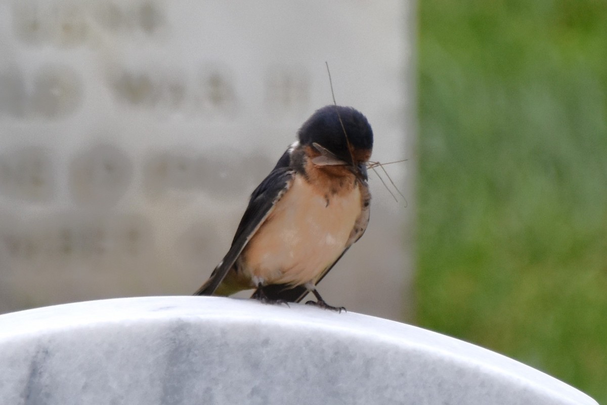 Barn Swallow - ML620234487