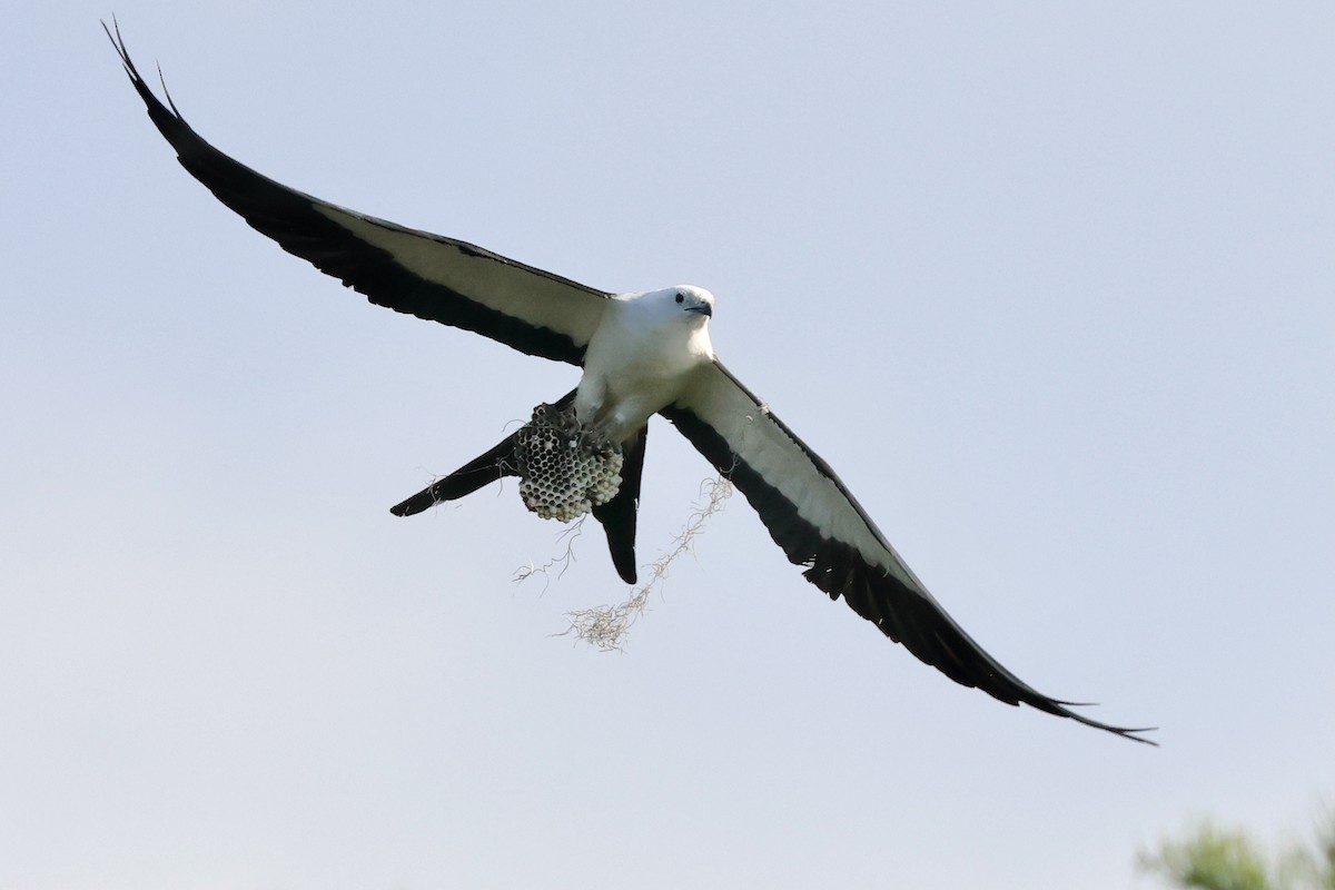 Swallow-tailed Kite - ML620234488