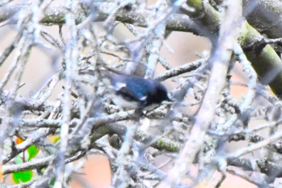 Black-throated Blue Warbler - ML620234491