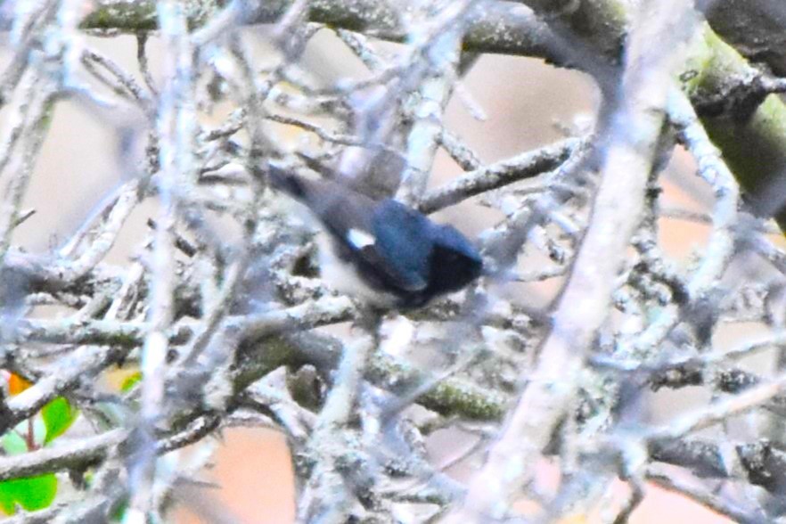 Black-throated Blue Warbler - ML620234492