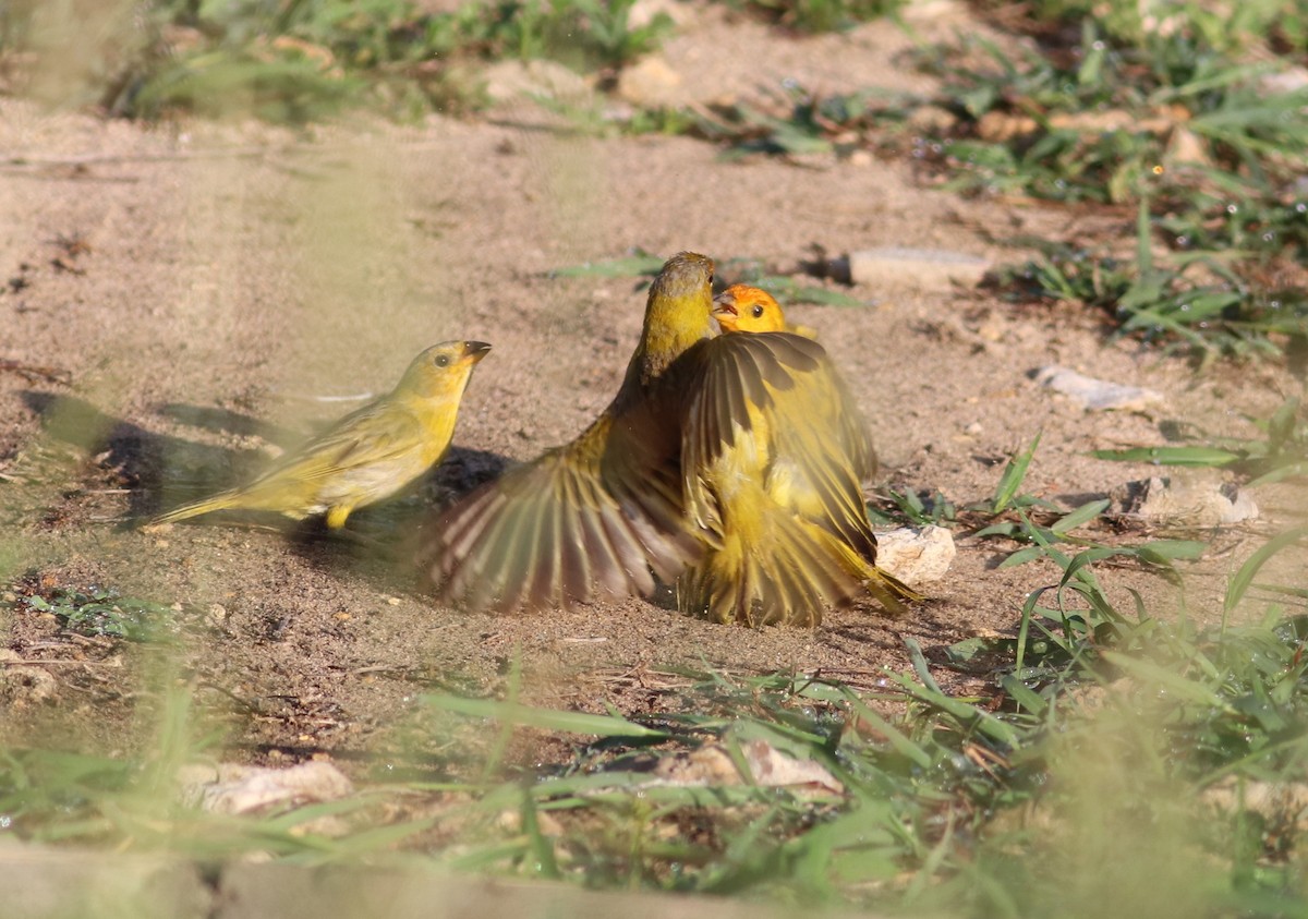 Saffron Finch - ML620234498