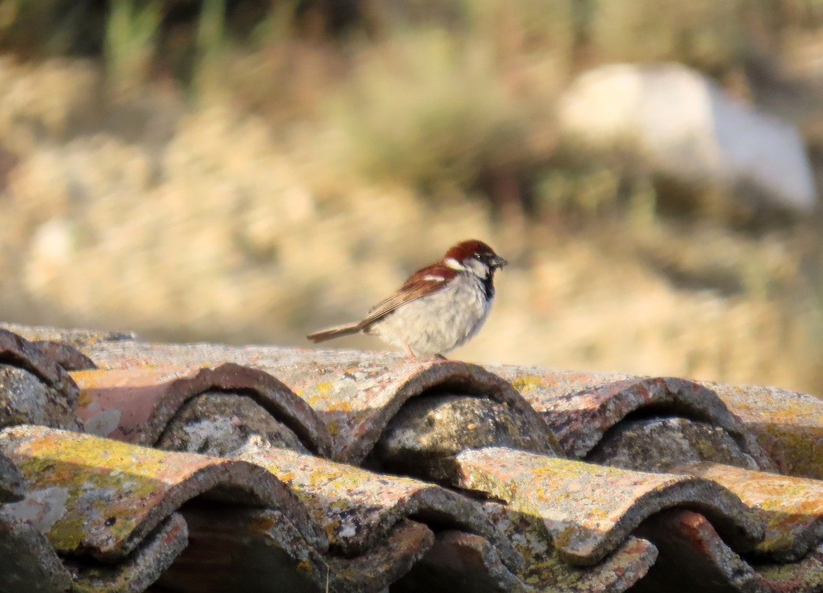 House Sparrow - ML620234503