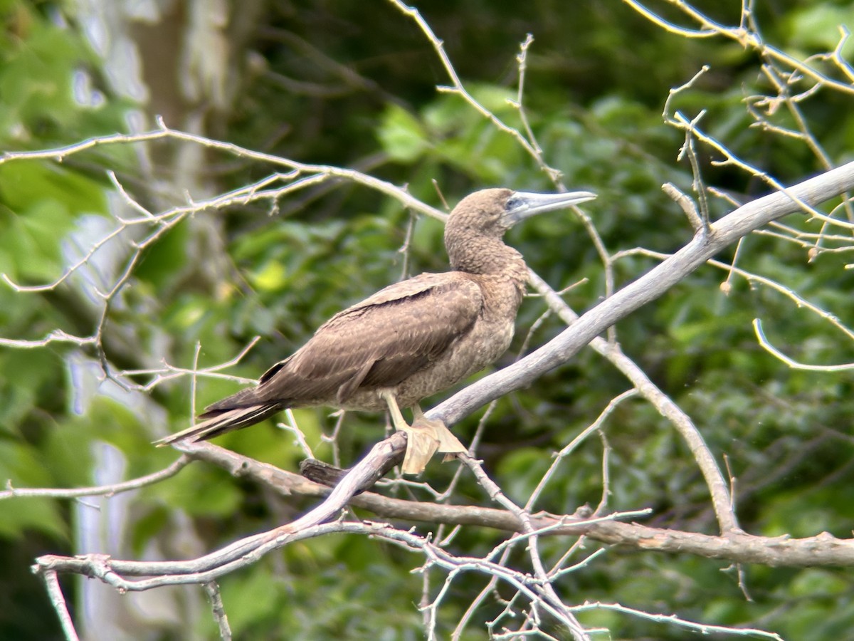 Brown Booby - ML620234512