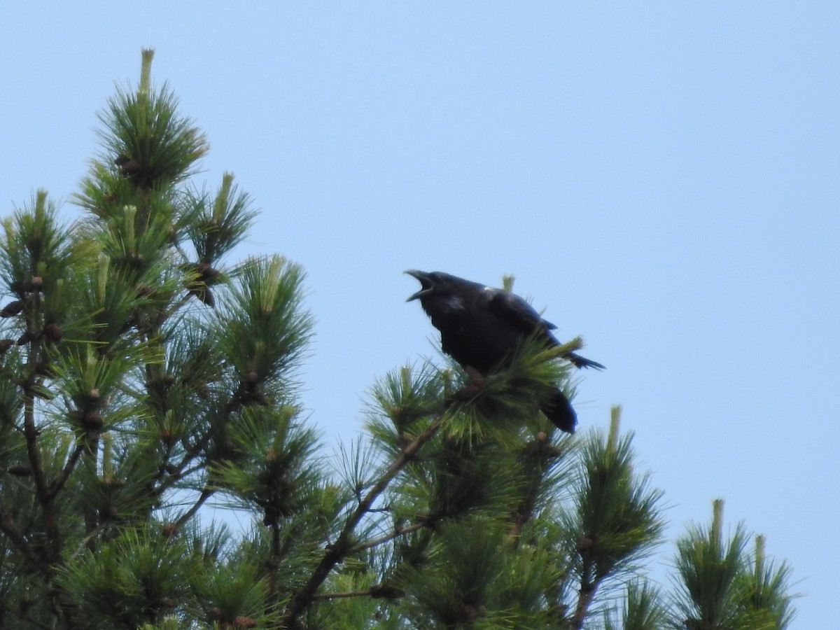 Common Raven - ML620234517