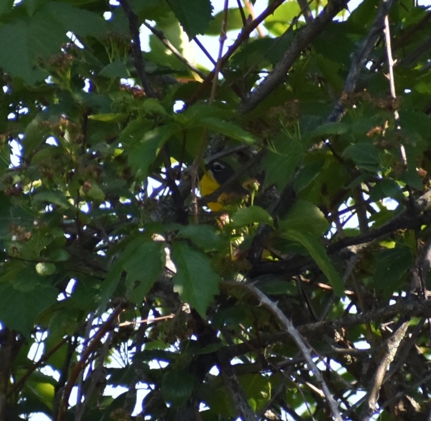 Yellow-breasted Chat - ML620234518