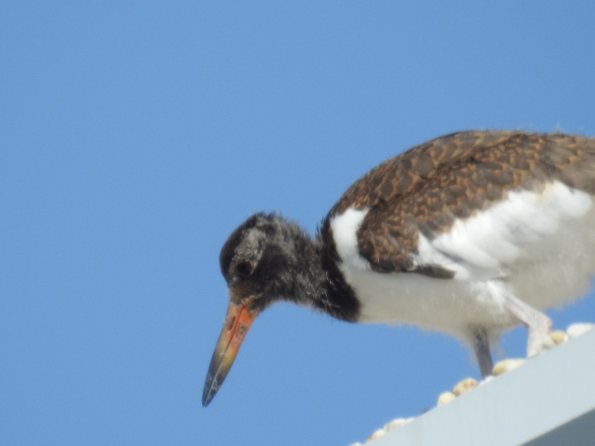 American Oystercatcher - ML620234519