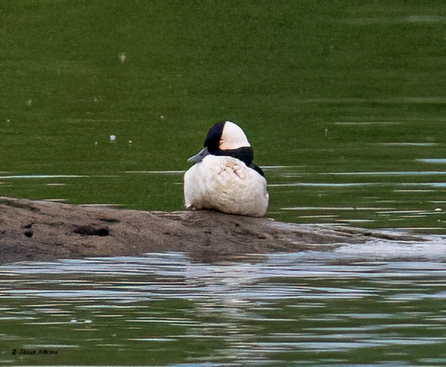 Bufflehead - ML620234523