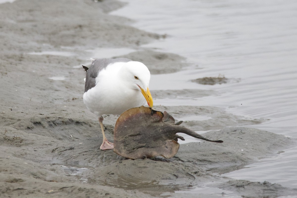 Western Gull - ML620234536