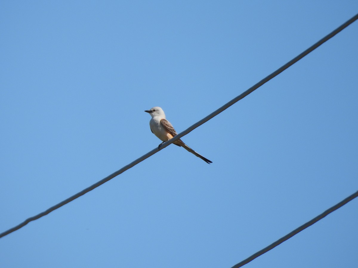 Scissor-tailed Flycatcher - ML620234542