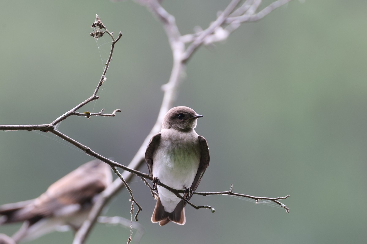 Northern Rough-winged Swallow - ML620234547
