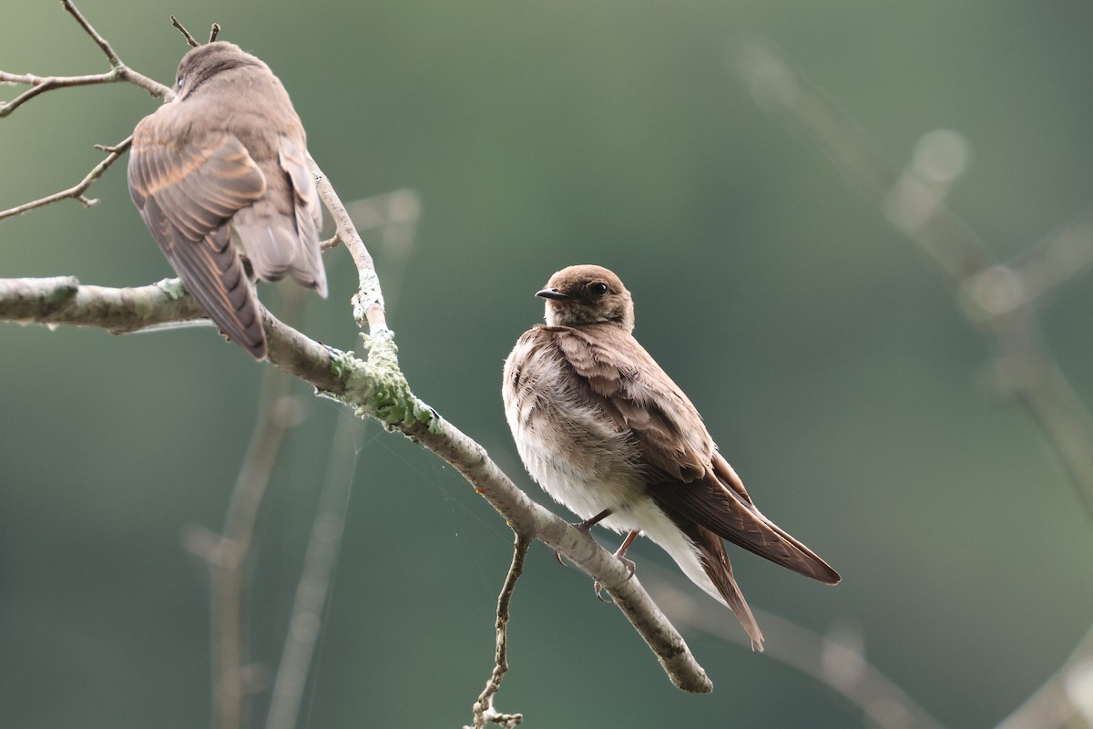 Northern Rough-winged Swallow - Andrew Mata-Leclerc