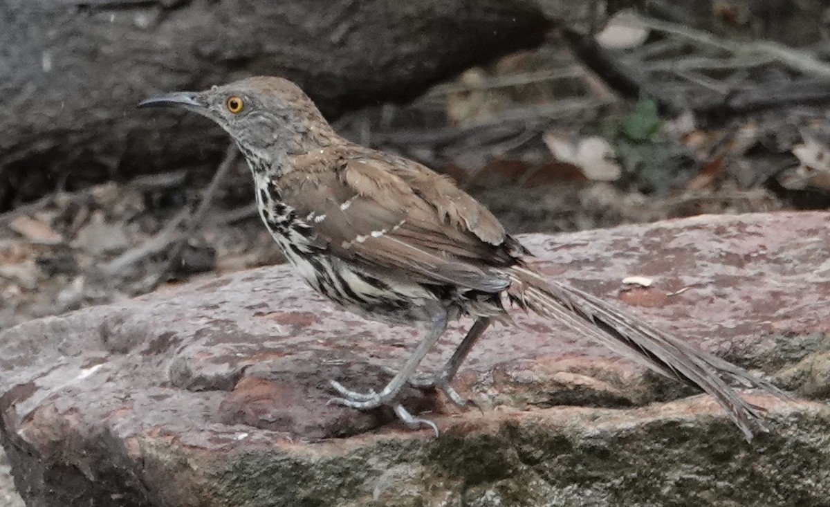 Long-billed Thrasher - Peter Williams