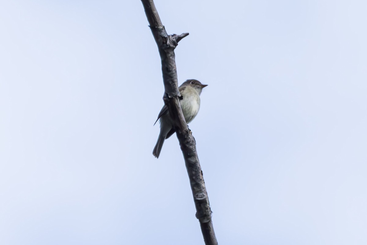 Least Flycatcher - ML620234555