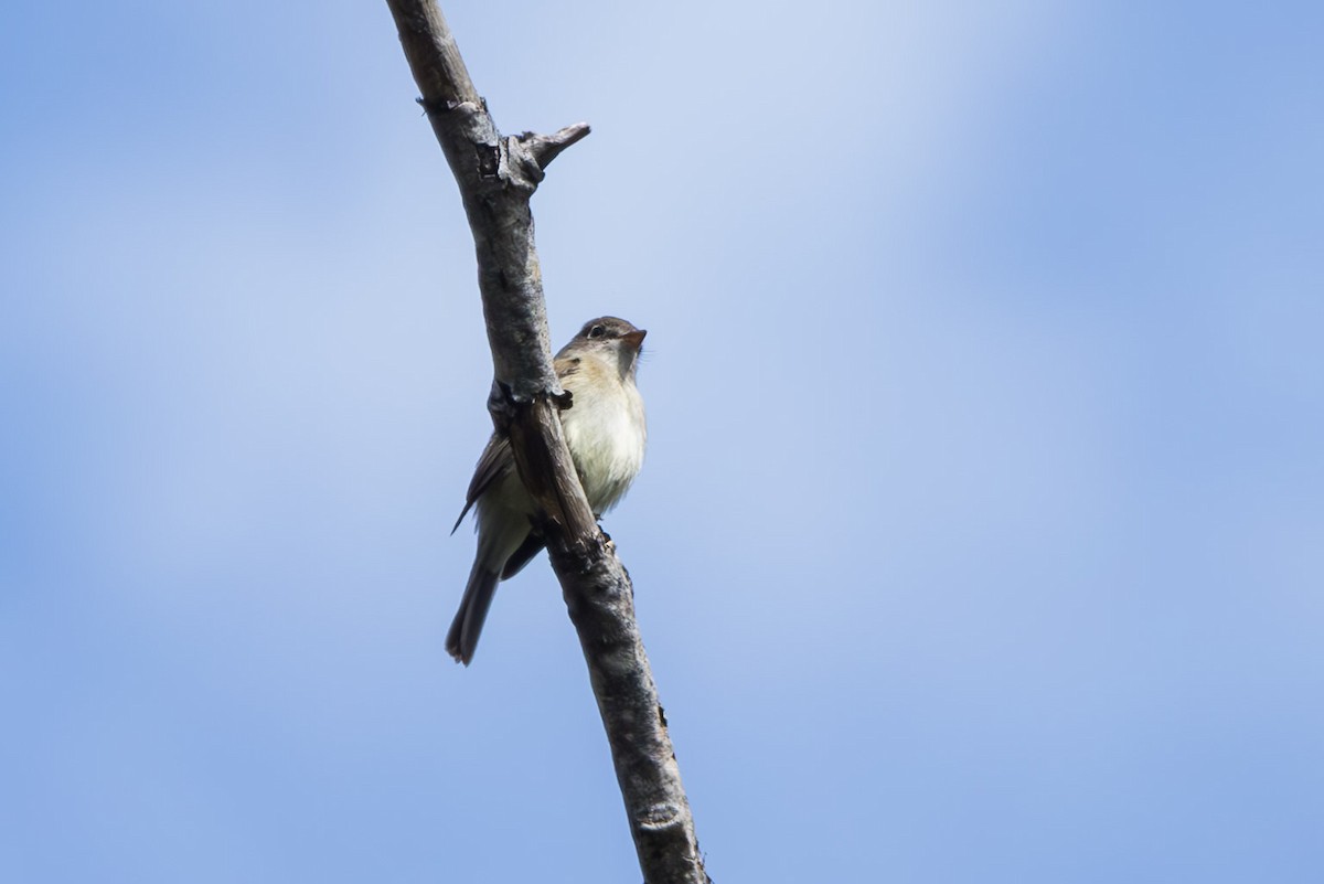 Least Flycatcher - ML620234561