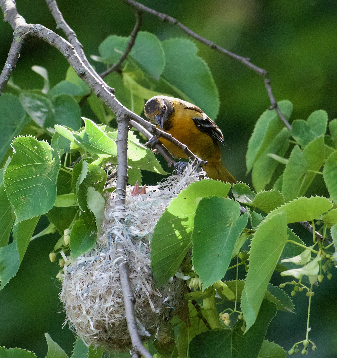 Oriole de Baltimore - ML620234585