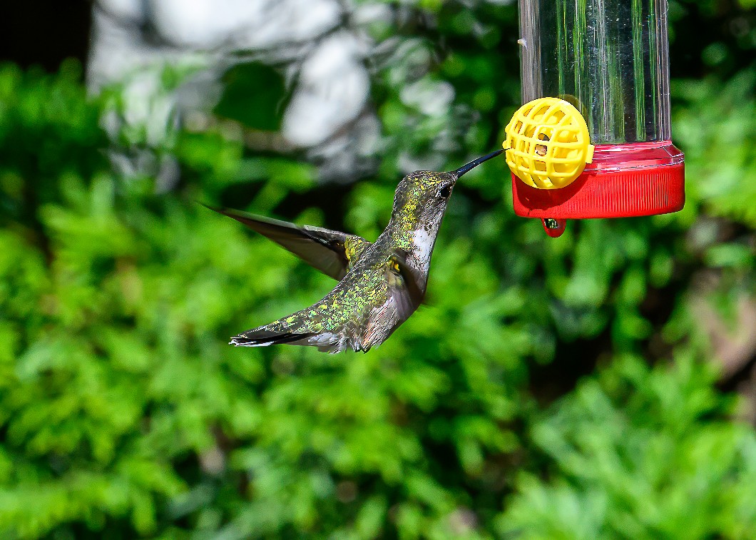 Ruby-throated Hummingbird - ML620234593