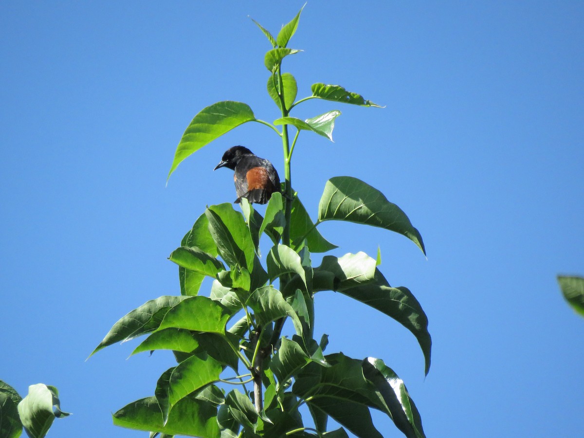 Orchard Oriole - ML620234613