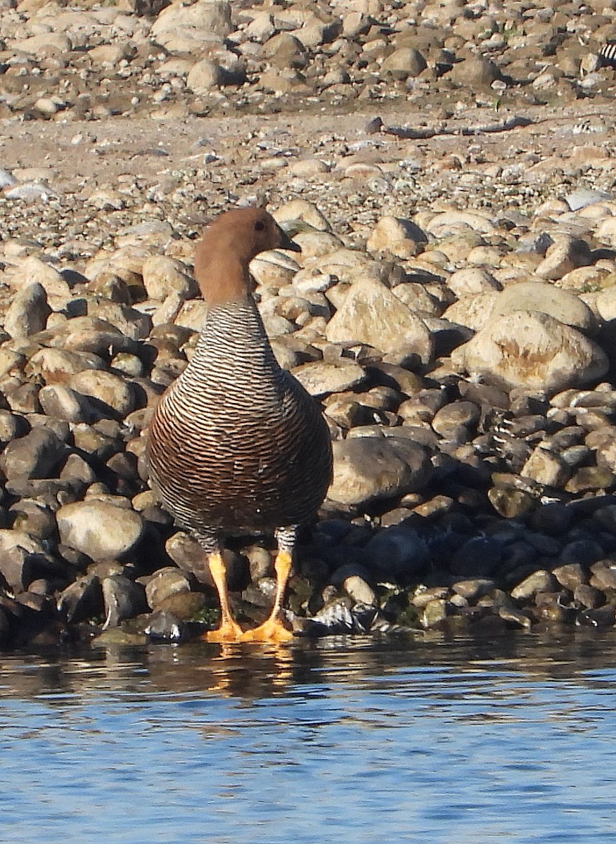 Upland Goose - ML620234616