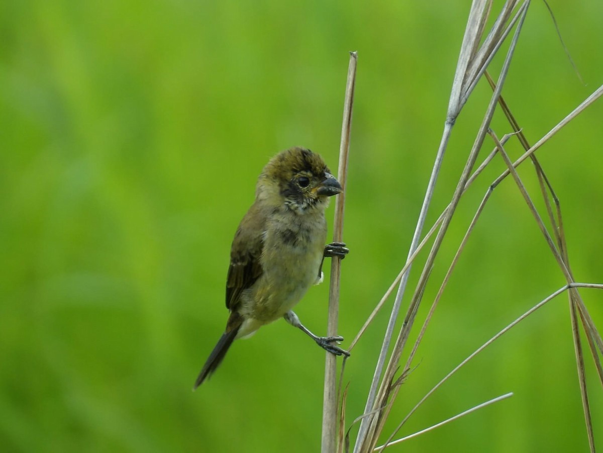 Variable Seedeater - ML620234619