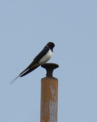 Barn Swallow (White-bellied) - ML620234620