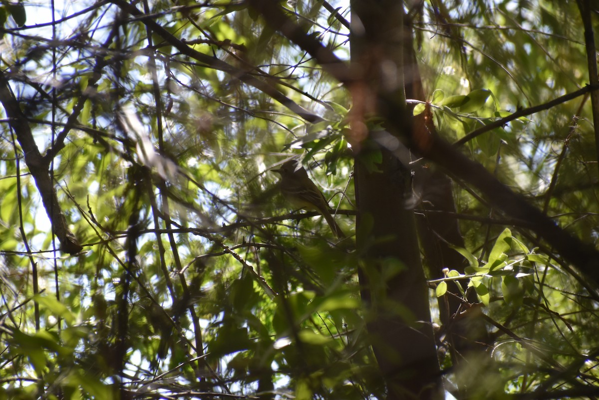 Dusky Flycatcher - ML620234640