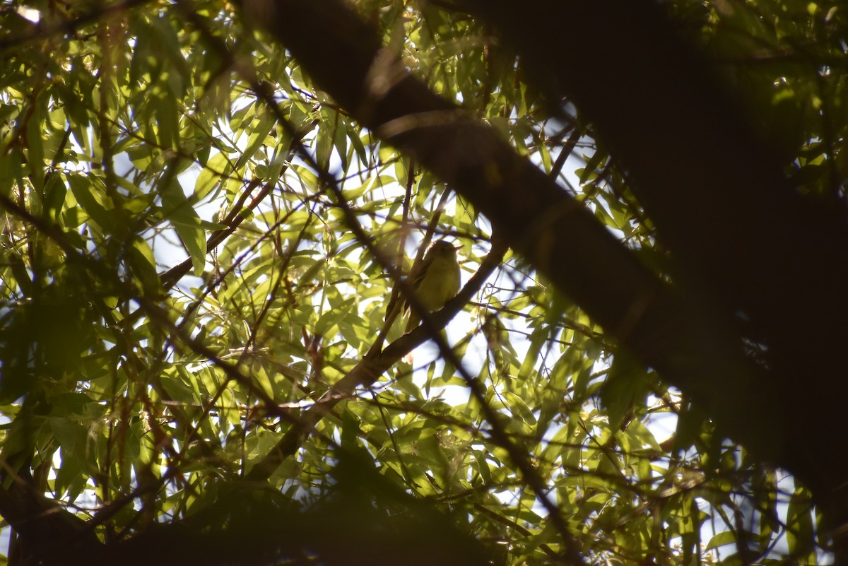 Dusky Flycatcher - ML620234644