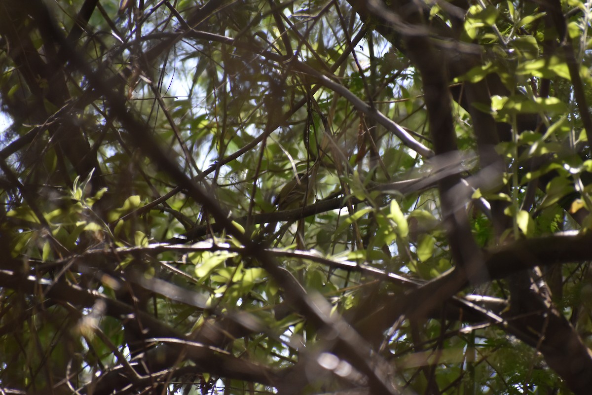 Dusky Flycatcher - ML620234647