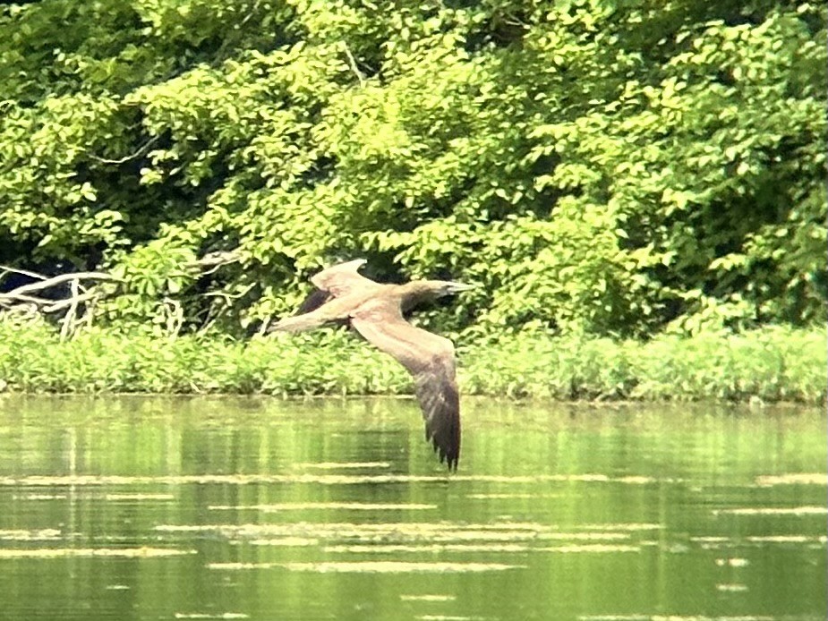 Brown Booby - ML620234653