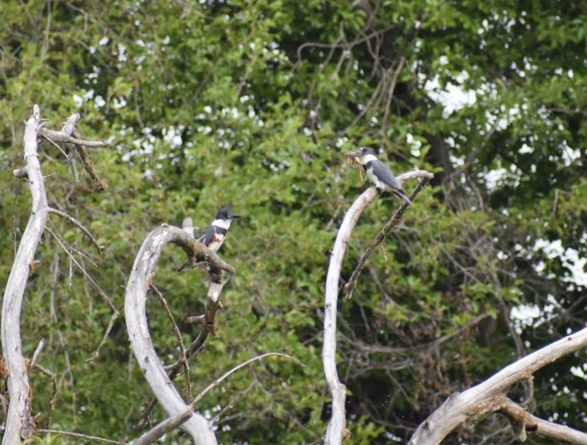 Belted Kingfisher - ML620234668