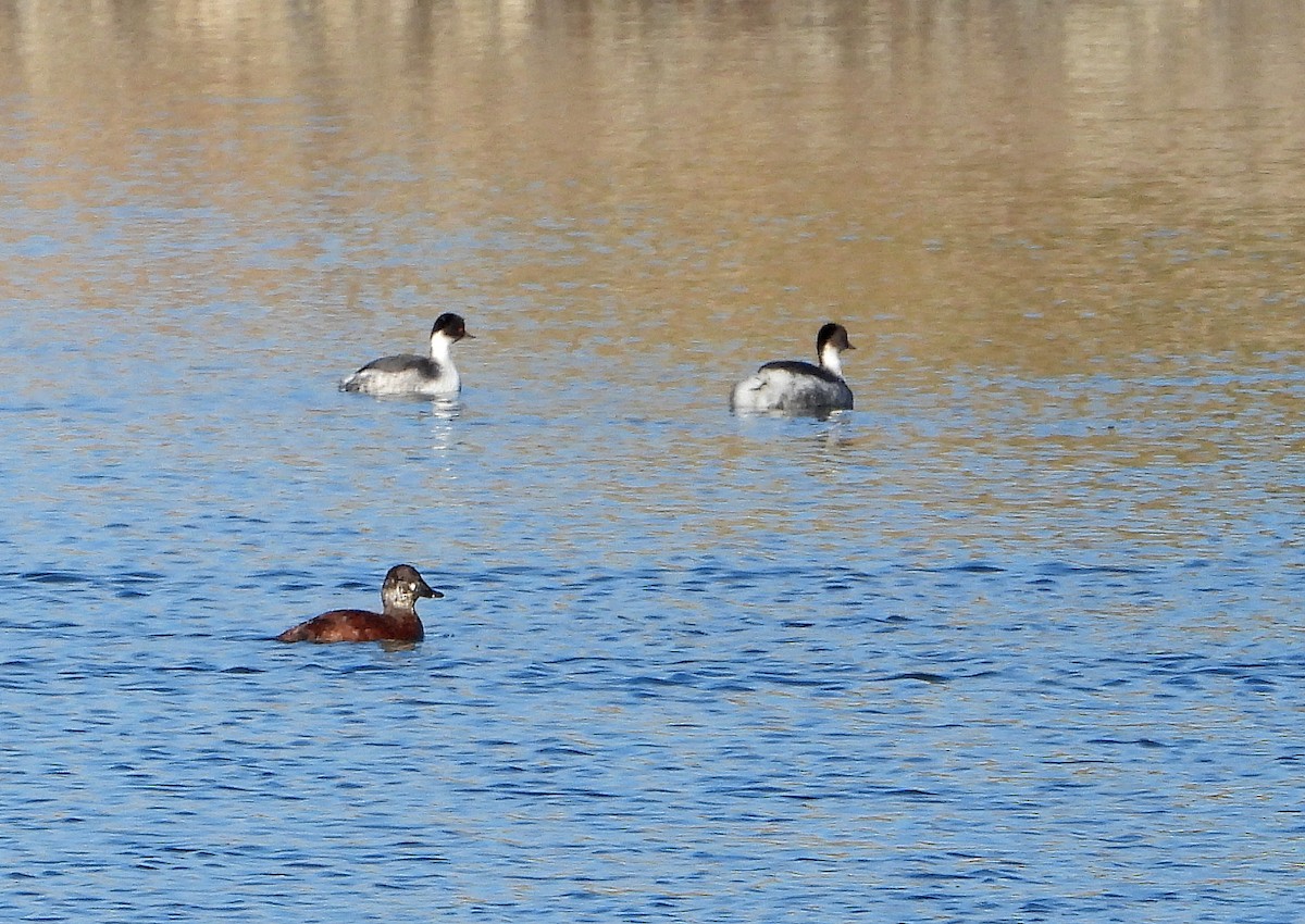 Silvery Grebe - ML620234669