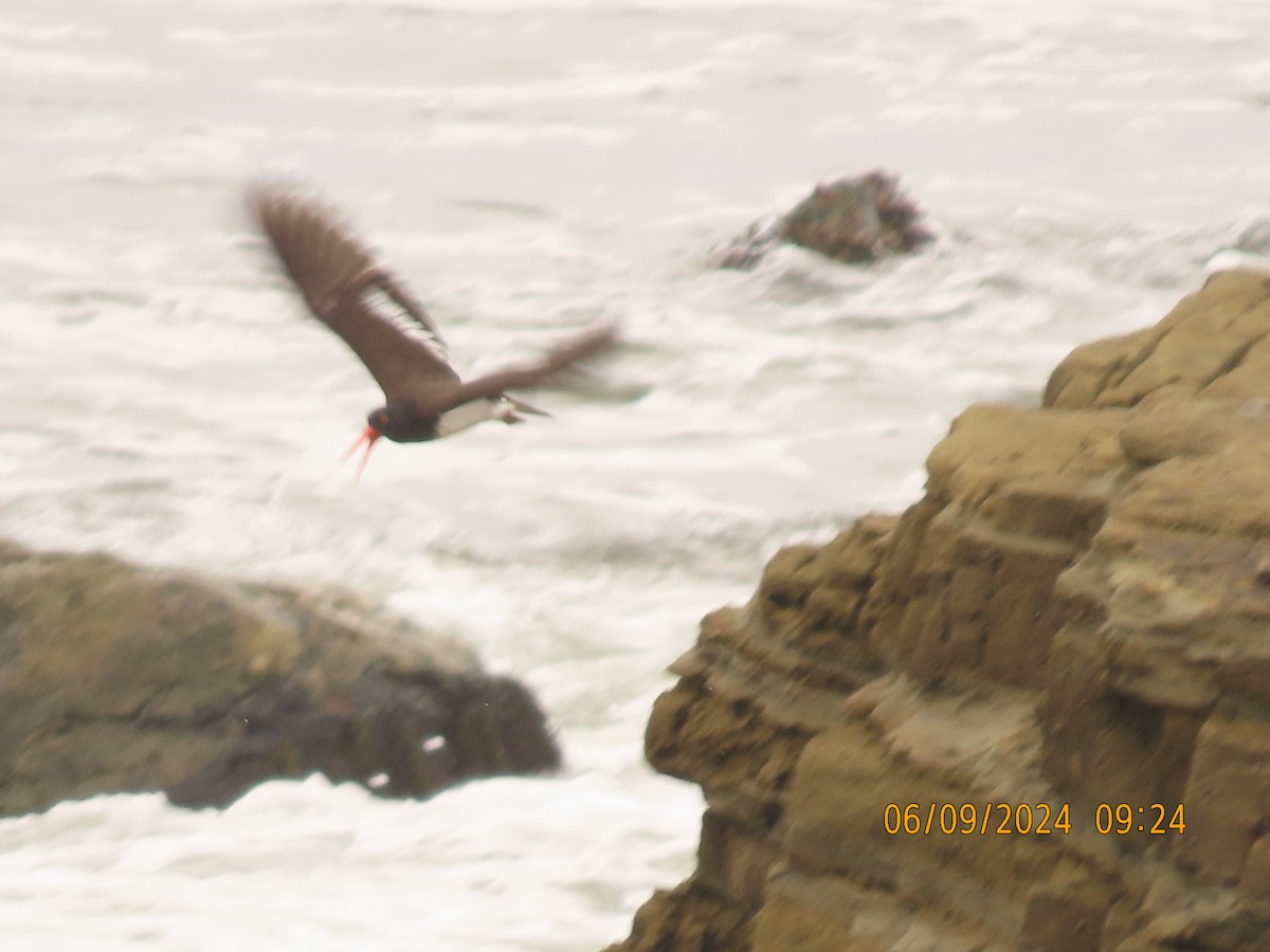 American x Black Oystercatcher (hybrid) - ML620234674