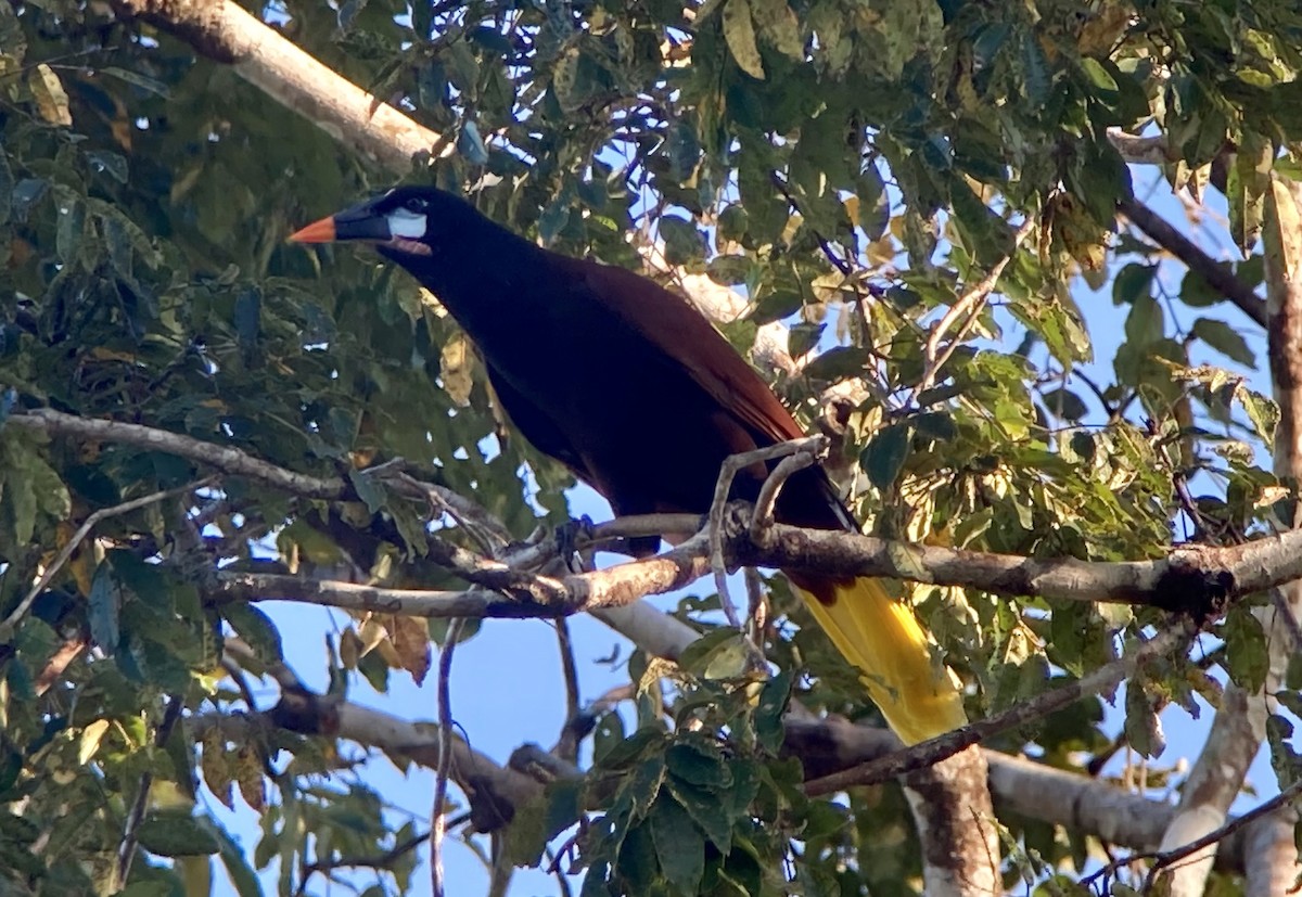 Montezuma Oropendola - ML620234677