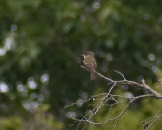 Willow Flycatcher - ML620234680