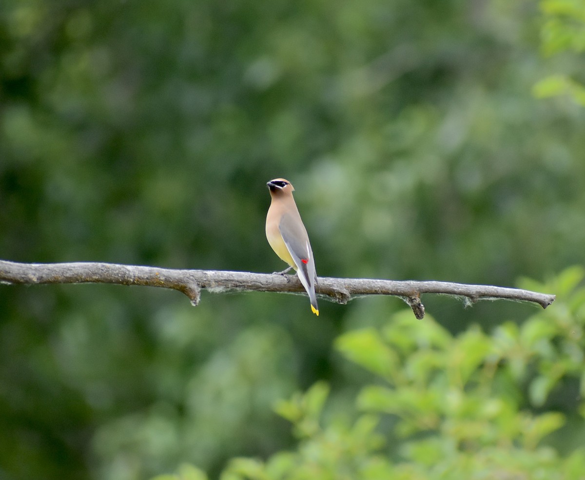 Cedar Waxwing - ML620234683