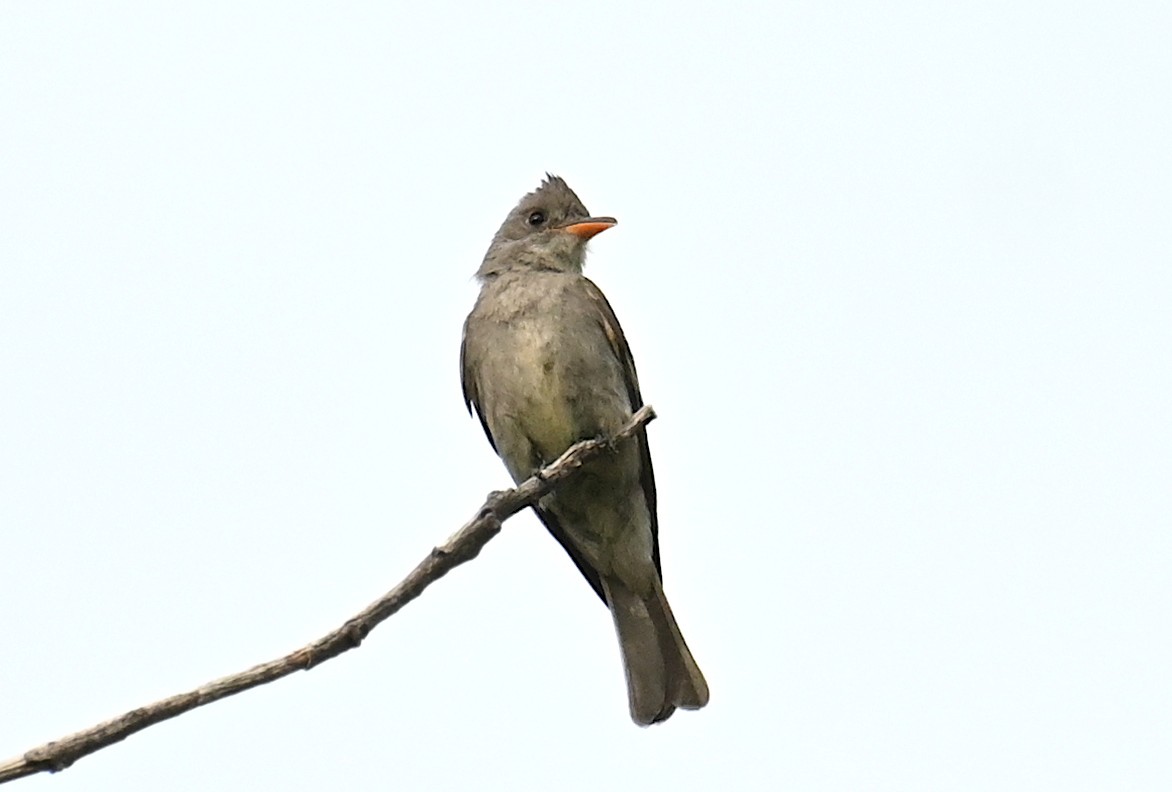 Greater Pewee (Mexican) - ML620234689