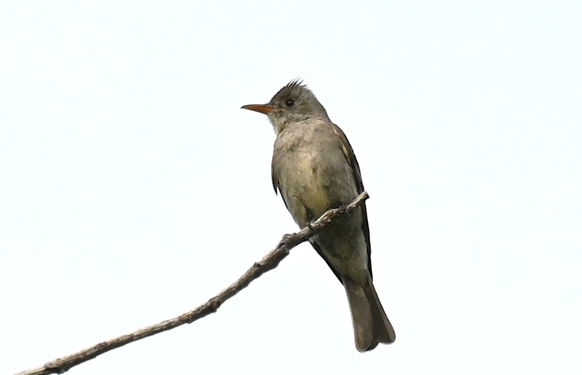 Greater Pewee (Mexican) - ML620234690