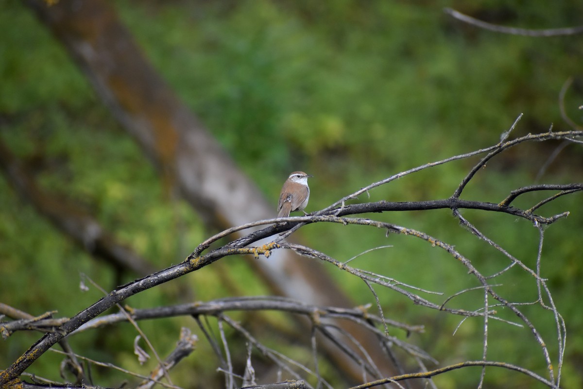 Bewick's Wren - ML620234691