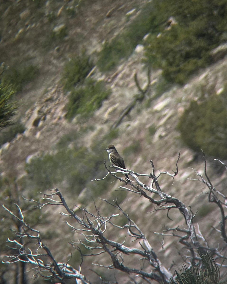 Ash-throated Flycatcher - ML620234692