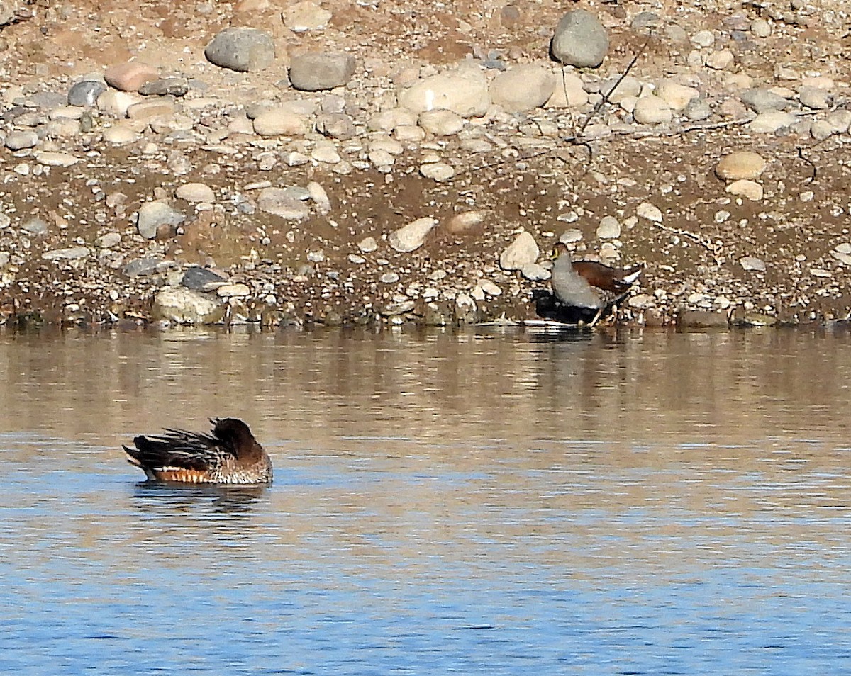 Spot-flanked Gallinule - Julián Tocce