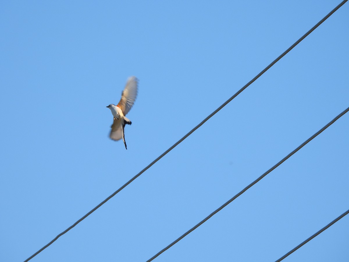 Scissor-tailed Flycatcher - ML620234696