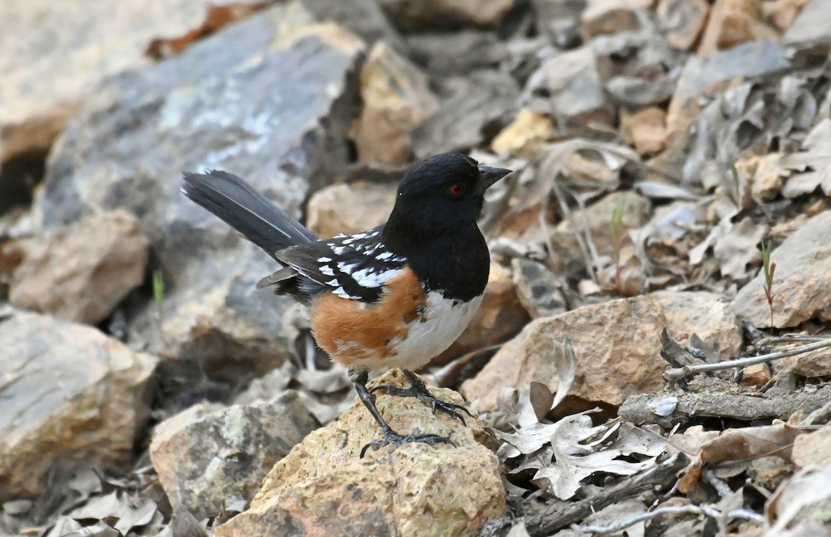 Spotted Towhee - ML620234697