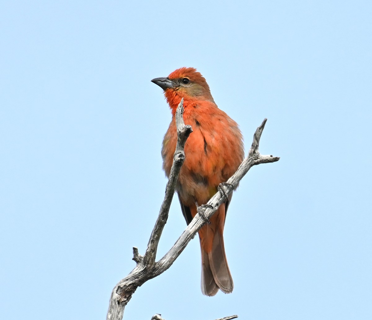 Hepatic Tanager (Northern) - ML620234698
