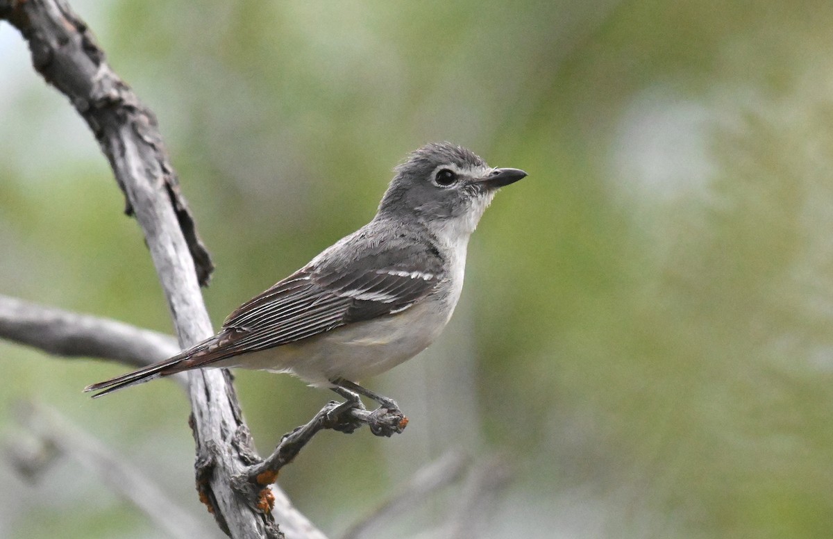 Plumbeous Vireo - ML620234704